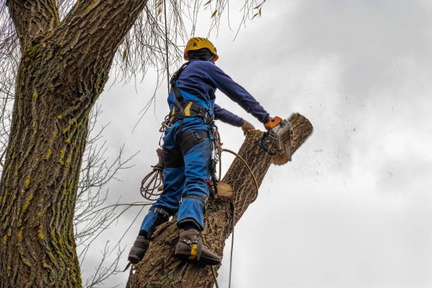 Tree Service Company in Ellinwood, KS